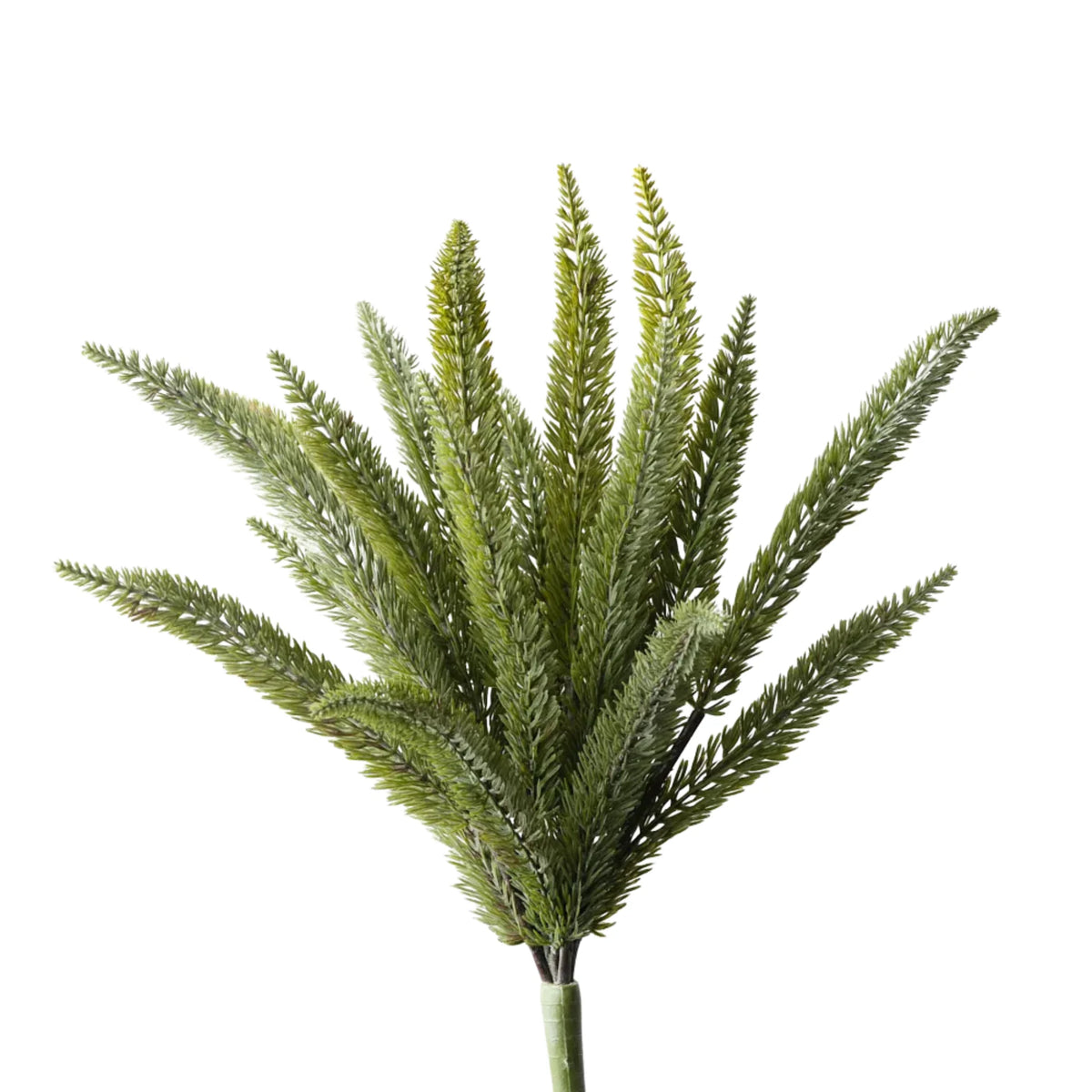 Foxtail Pine