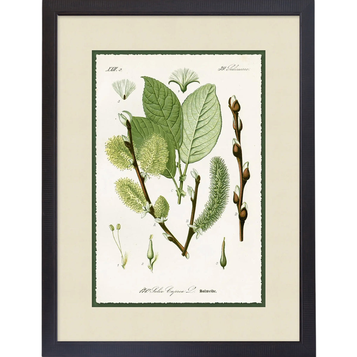 Green Botanic Study 3