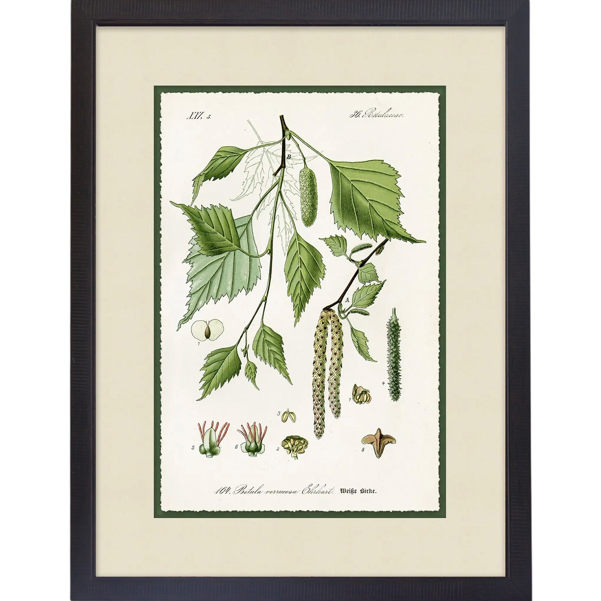 Green Botanic Study 6