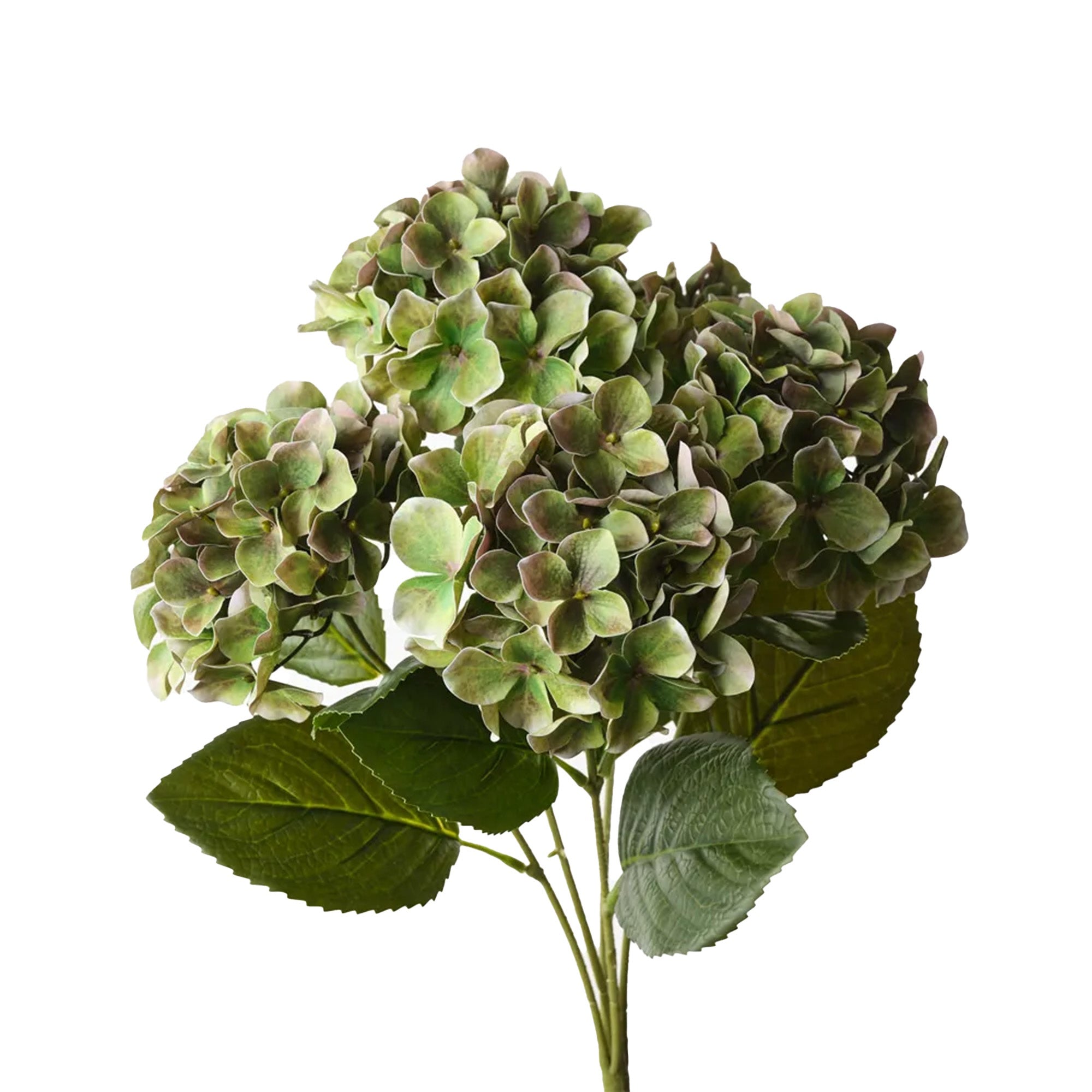 Hydrangea Bunch Green & Brown