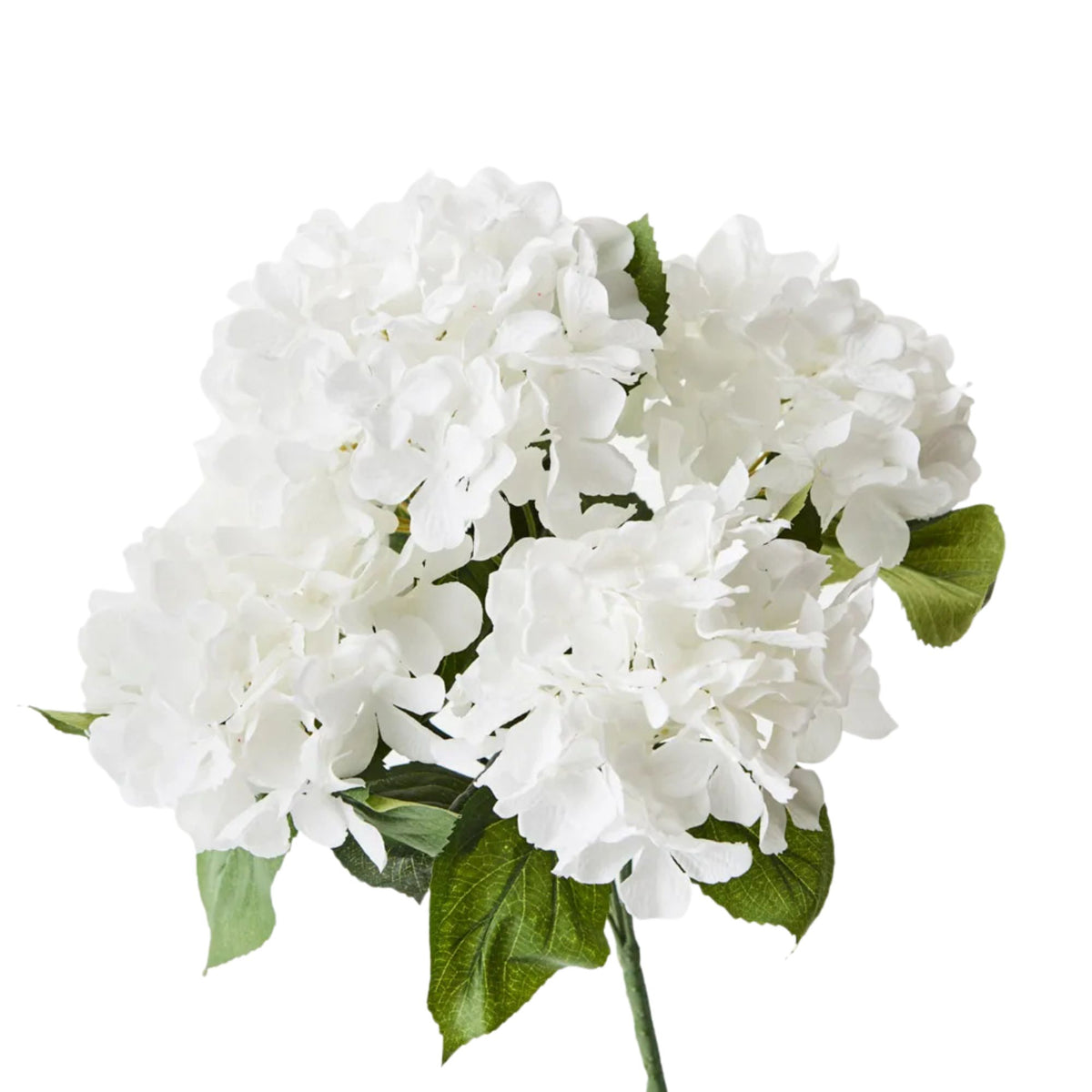 A single white hydrangea flower head with green leaves on a stem, isolated on a plain white background.