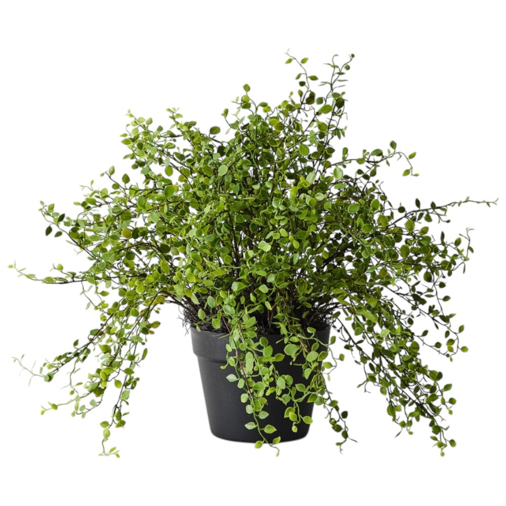 Maidenhair Vine