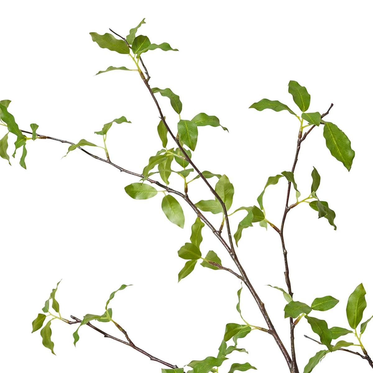 Pittosporum Branch