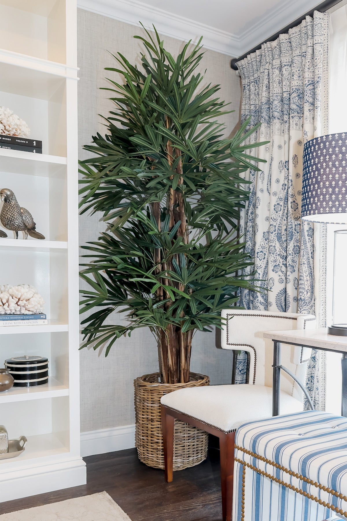 Raphis Palm Tree