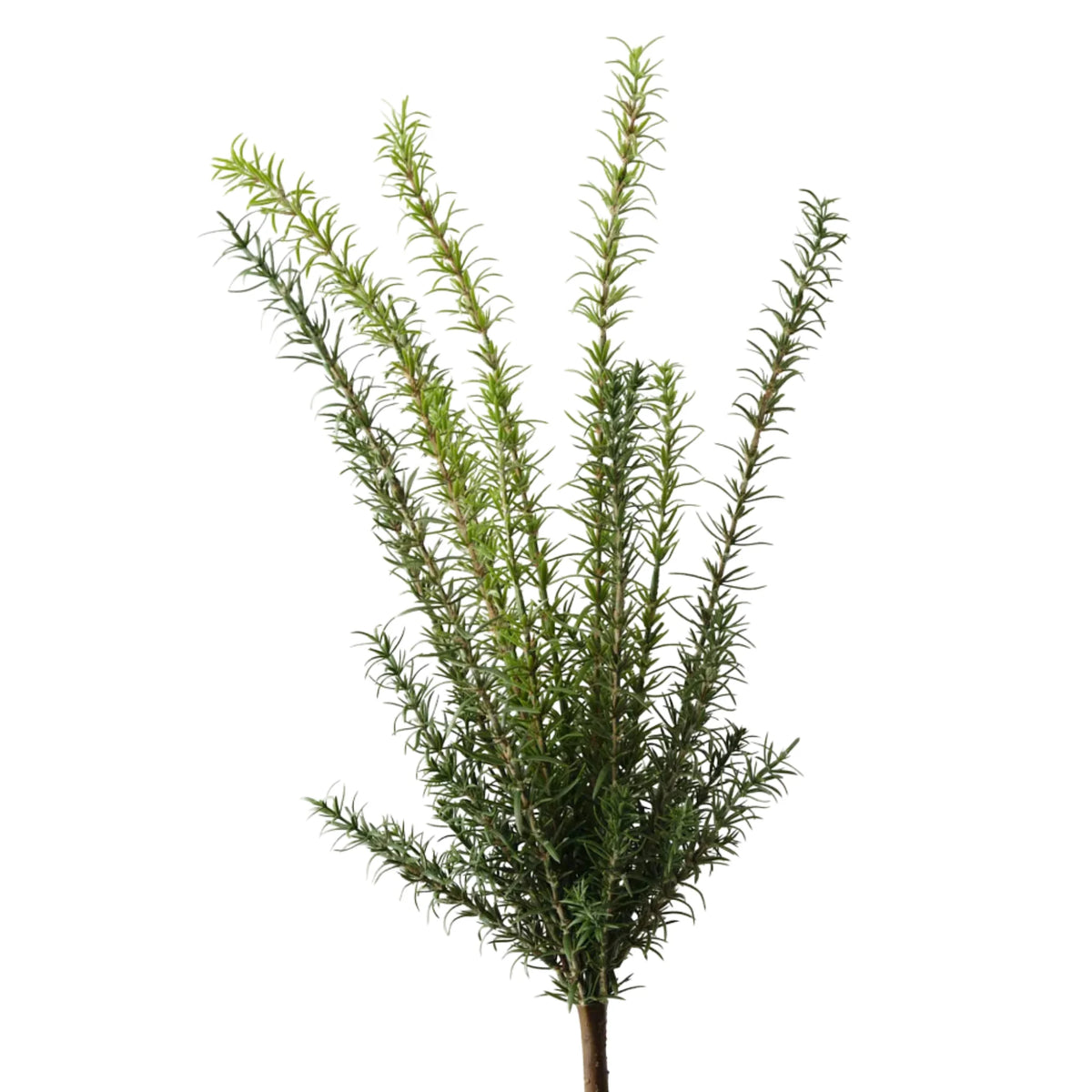 Faux rosemary bush on single stem, white background