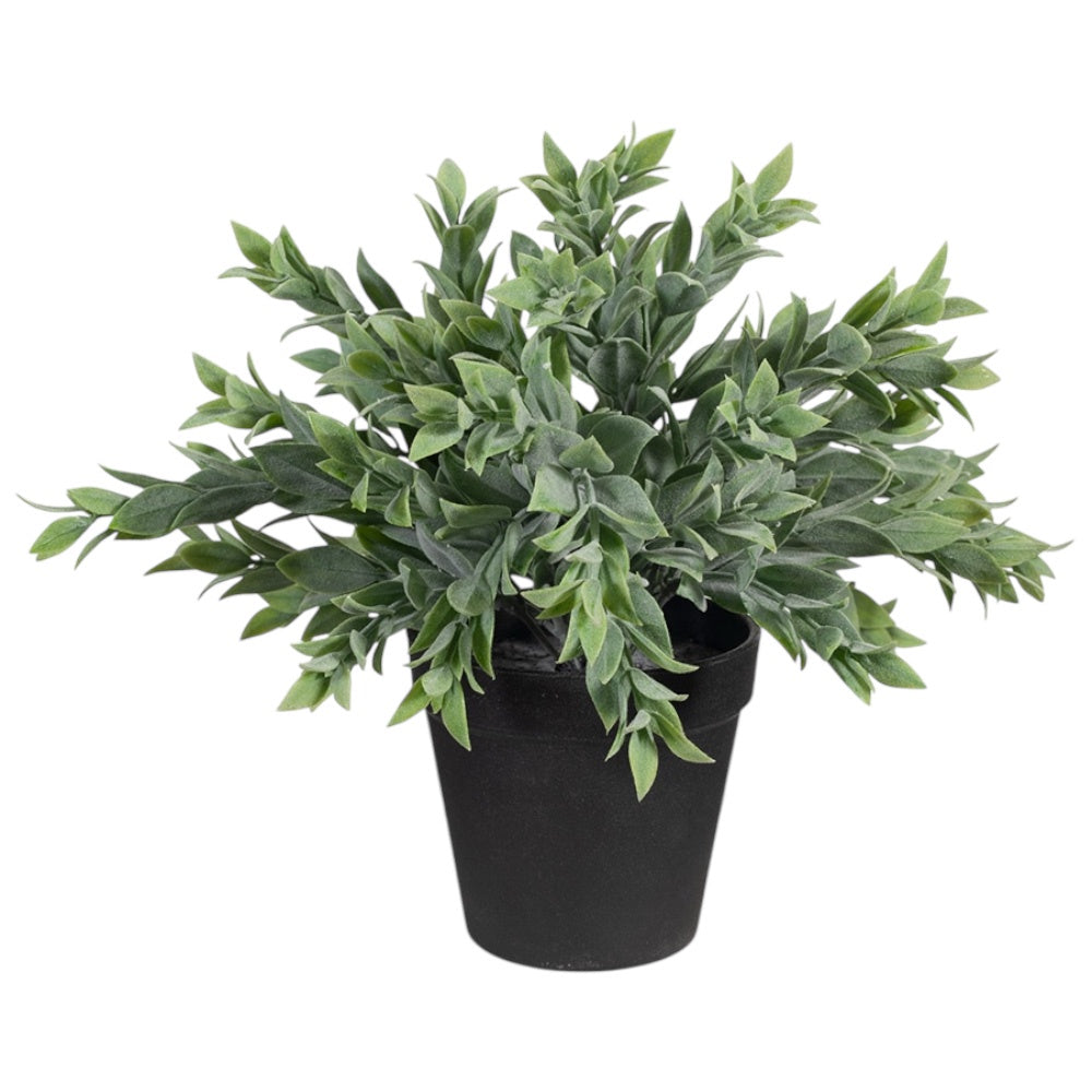 Ruscus Bush