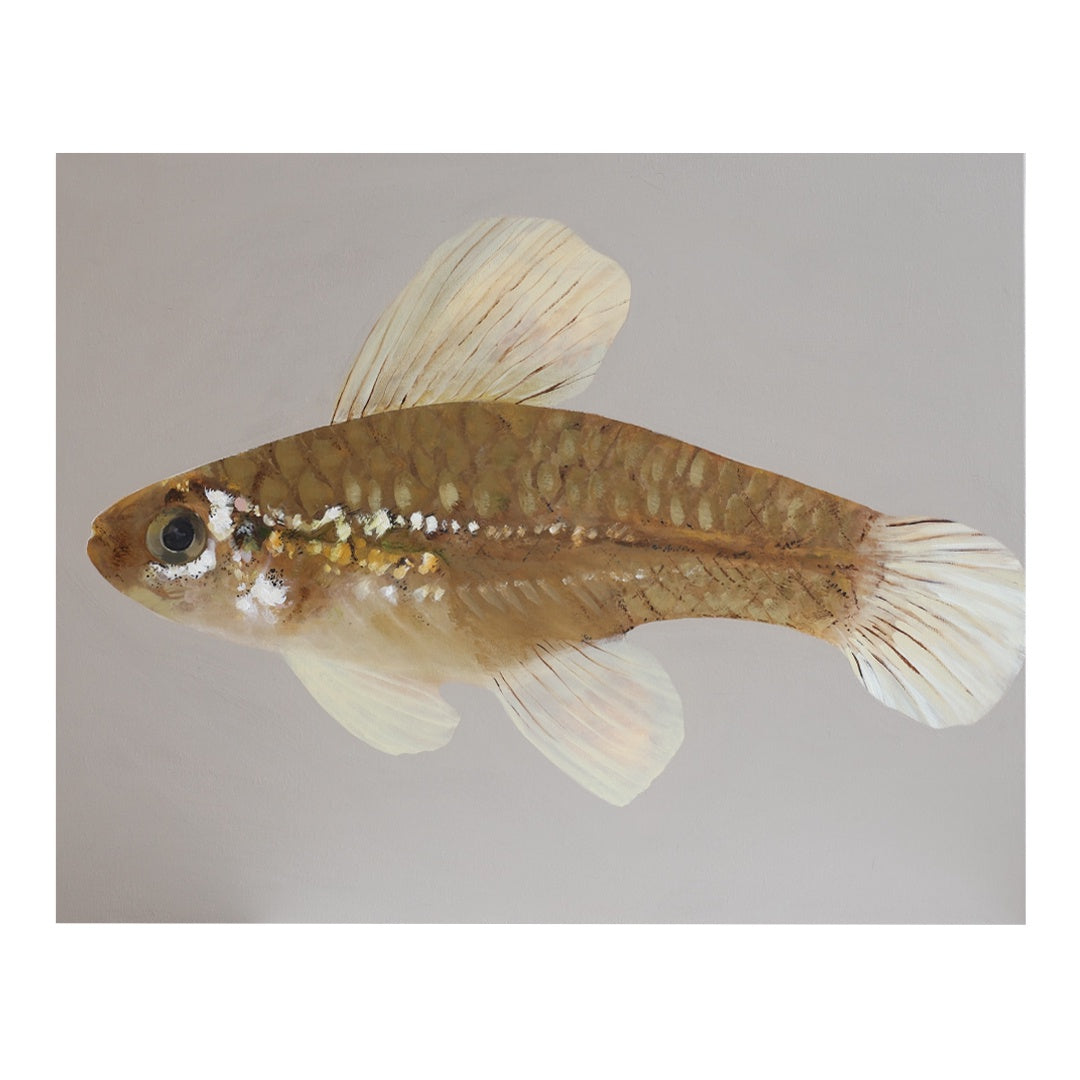 Tropical Fish Series 2