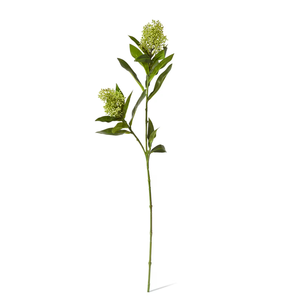 Skimmia Spray