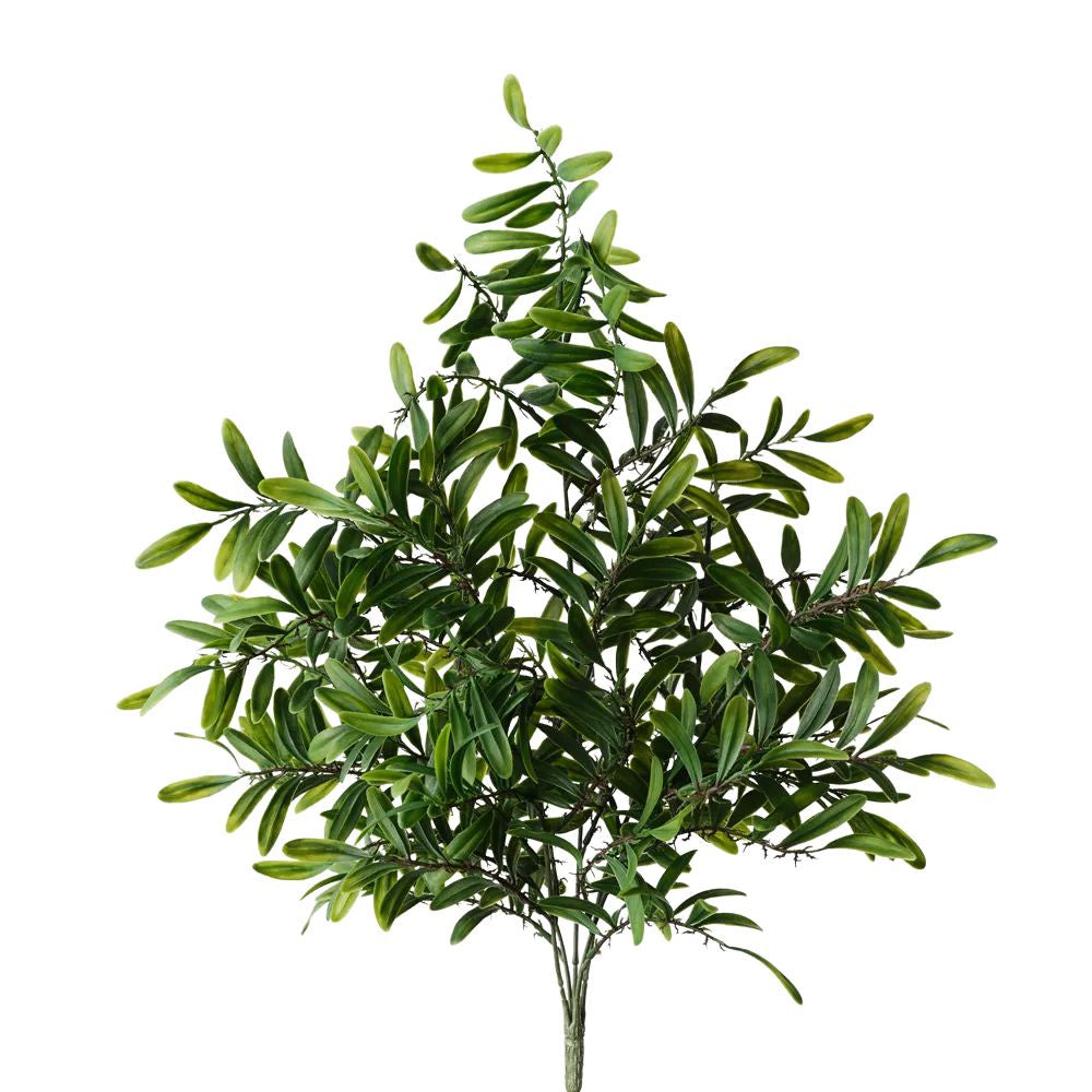 Acacia Bush