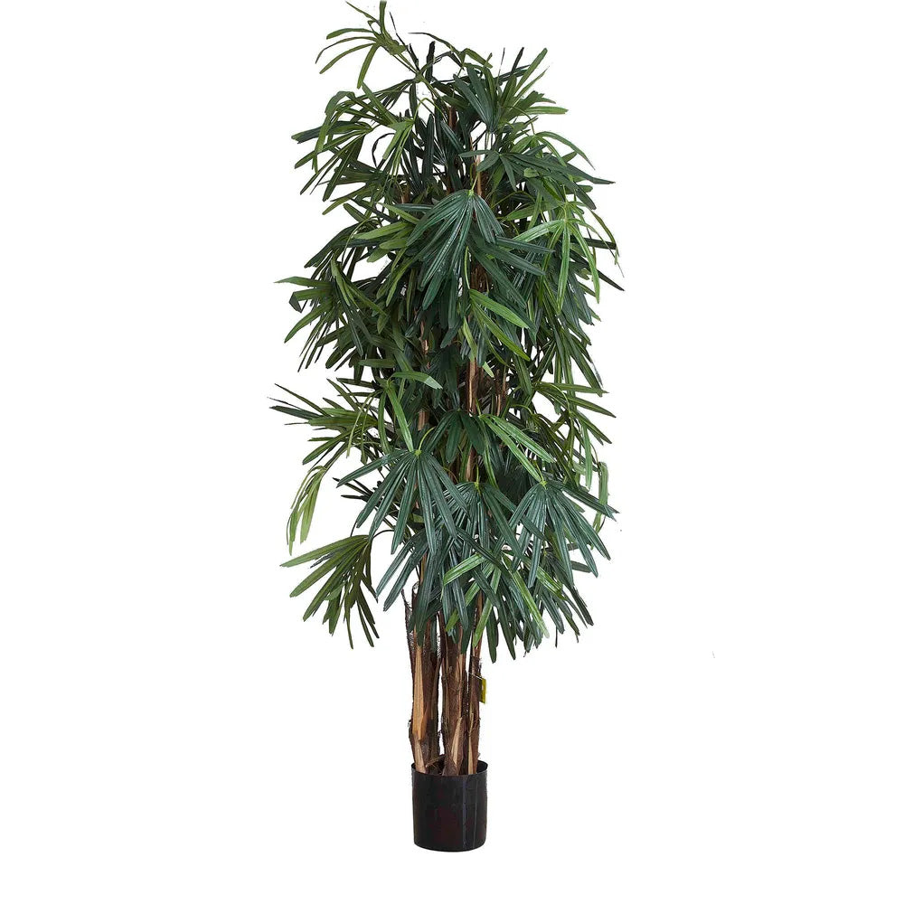 Raphis Palm Tree