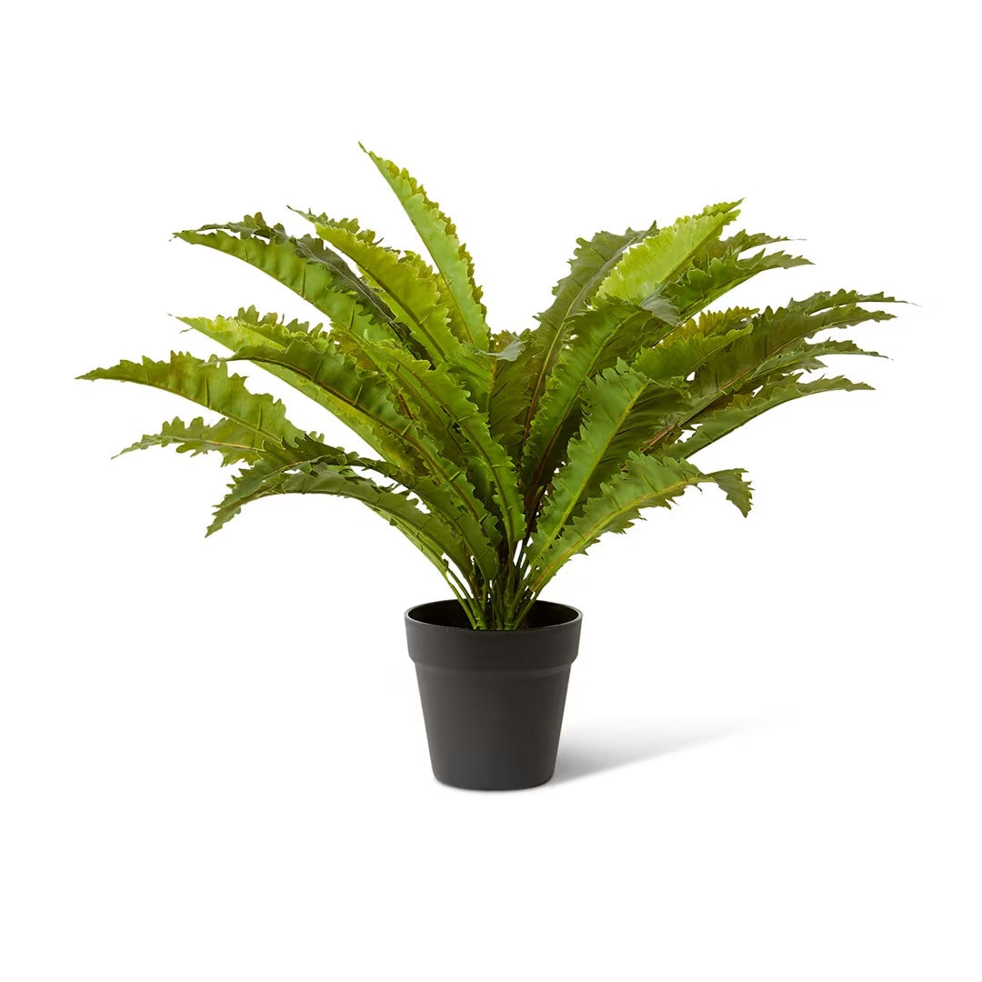 Asplenium Fern