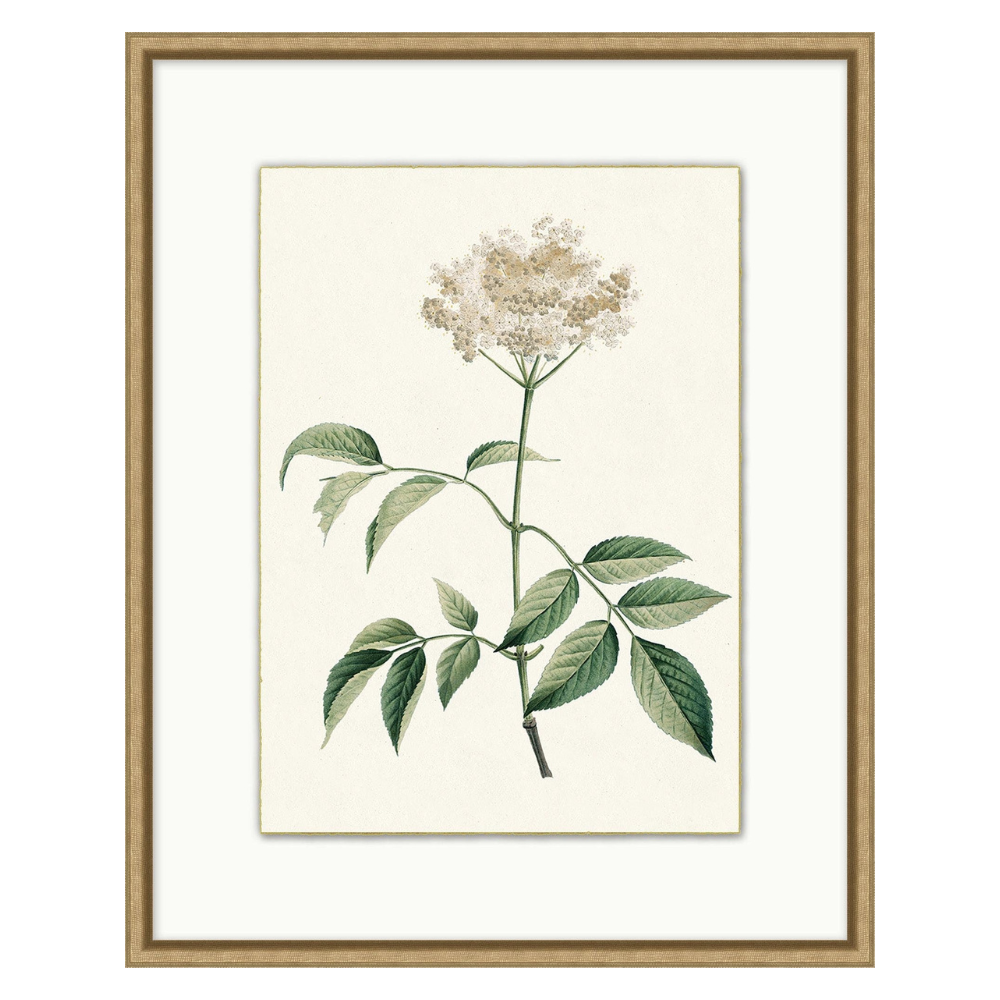 Delicate Blooms 1