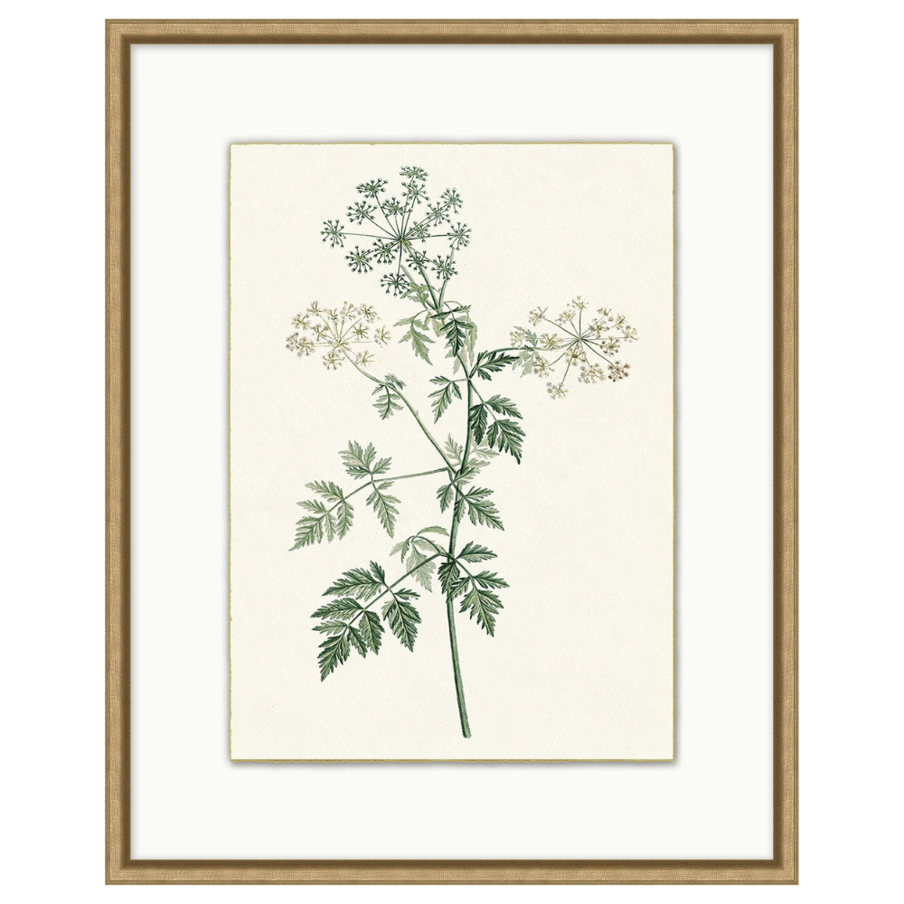 Delicate Blooms 2