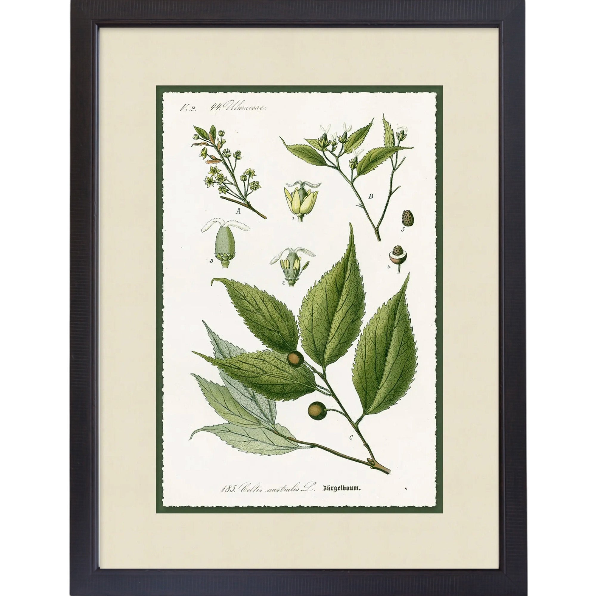 Green Botanic Study 1