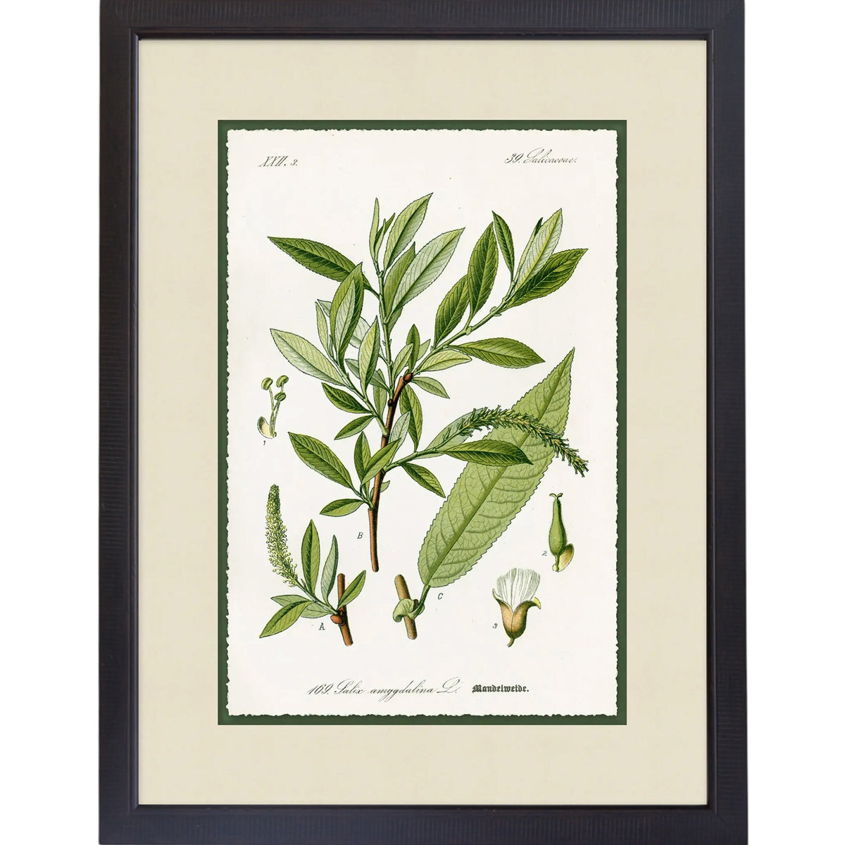 Green Botanic Study 2