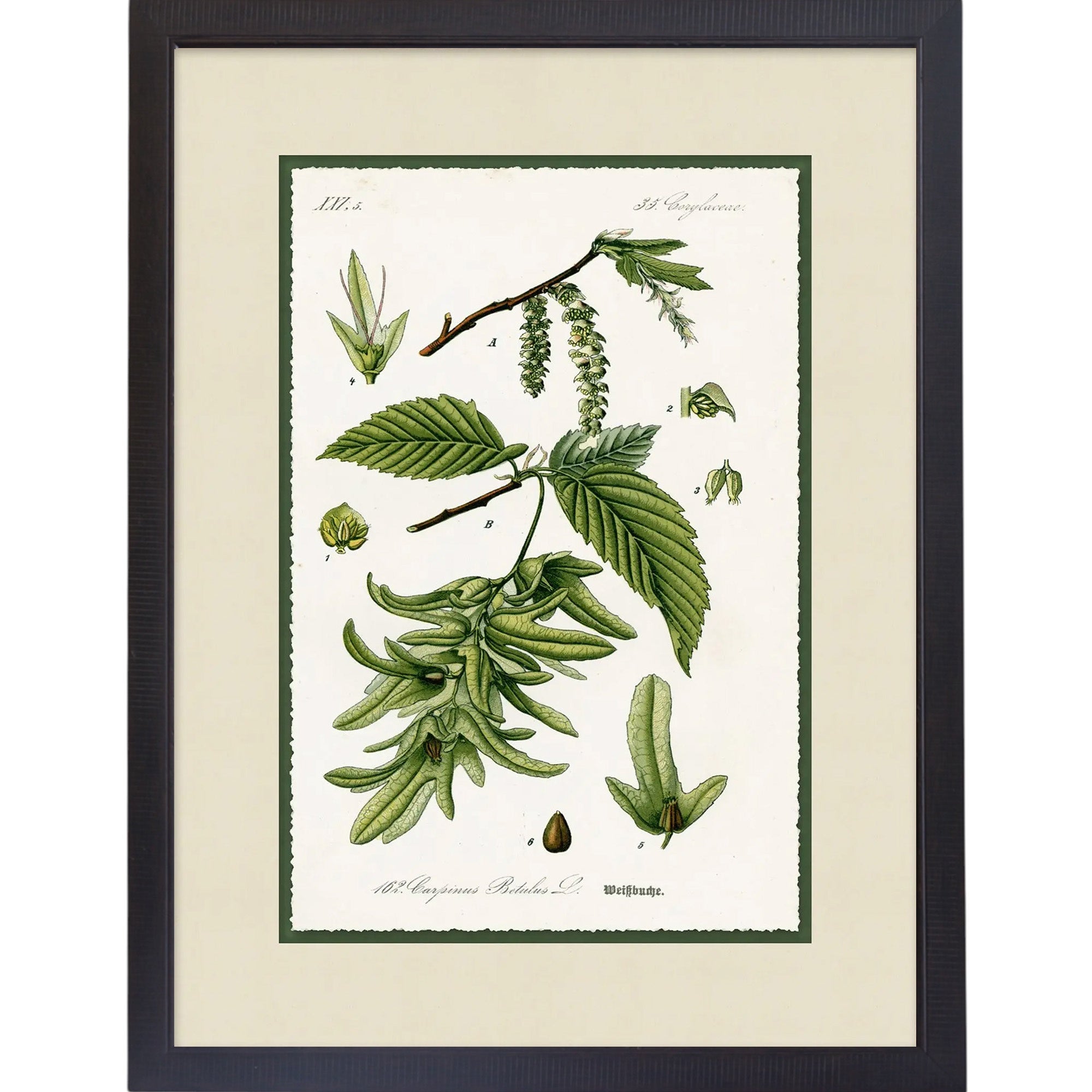 Green Botanic Study 4