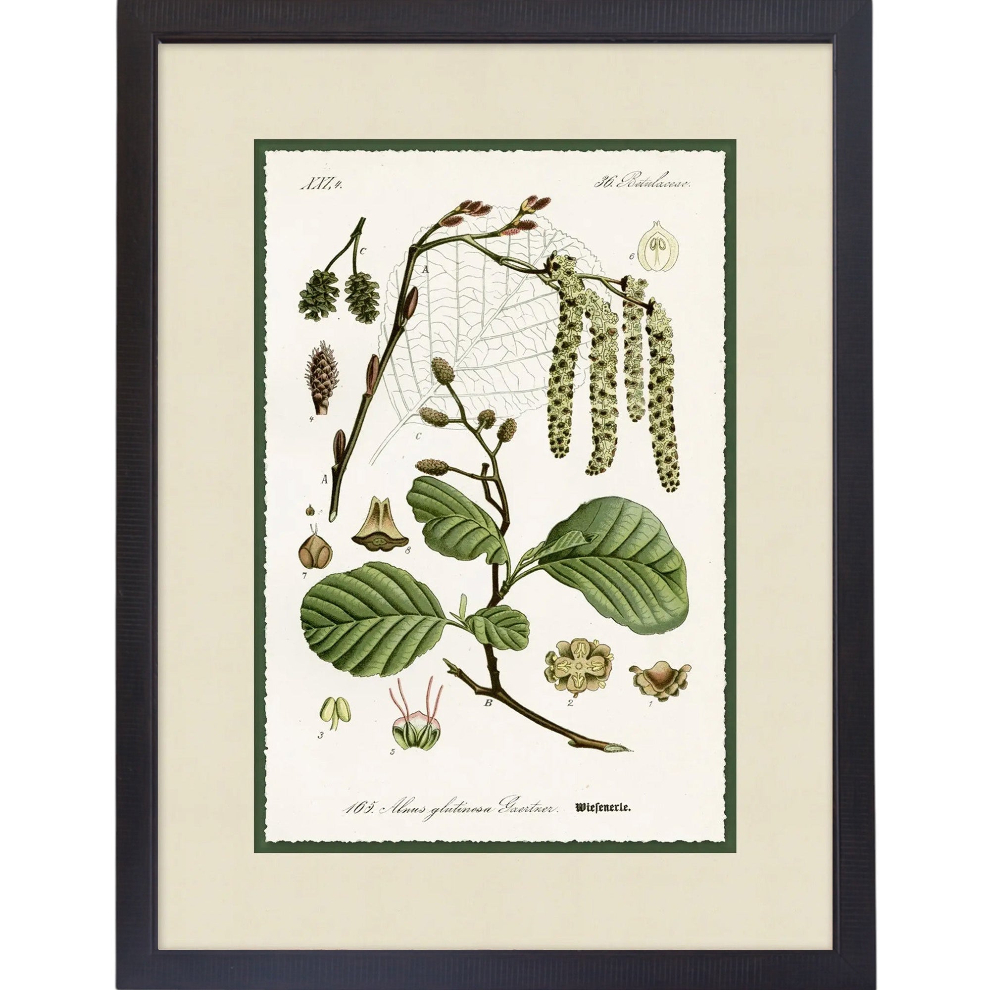 Green Botanic Study 5