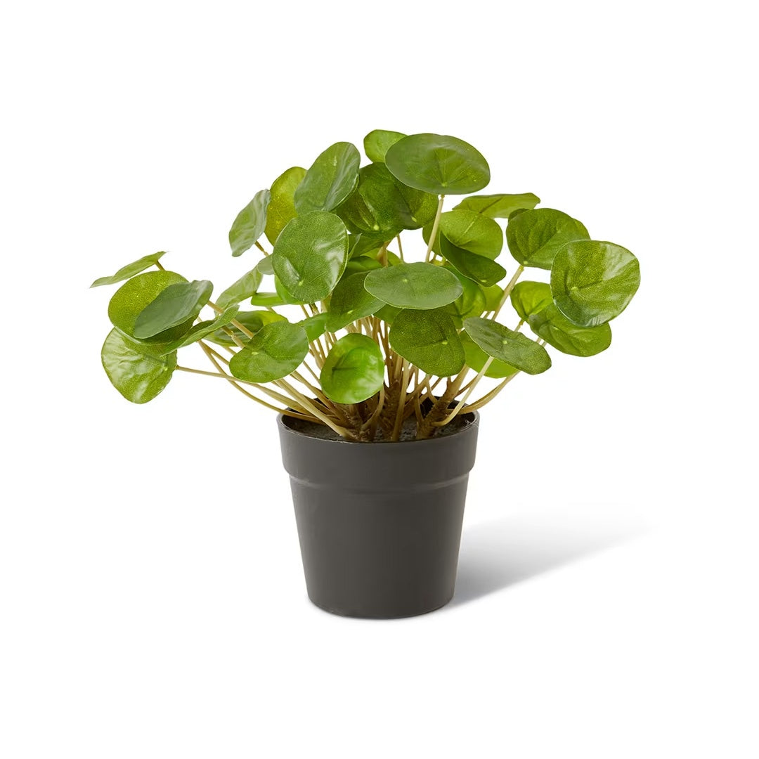 Faux money plant in black pot on white background.