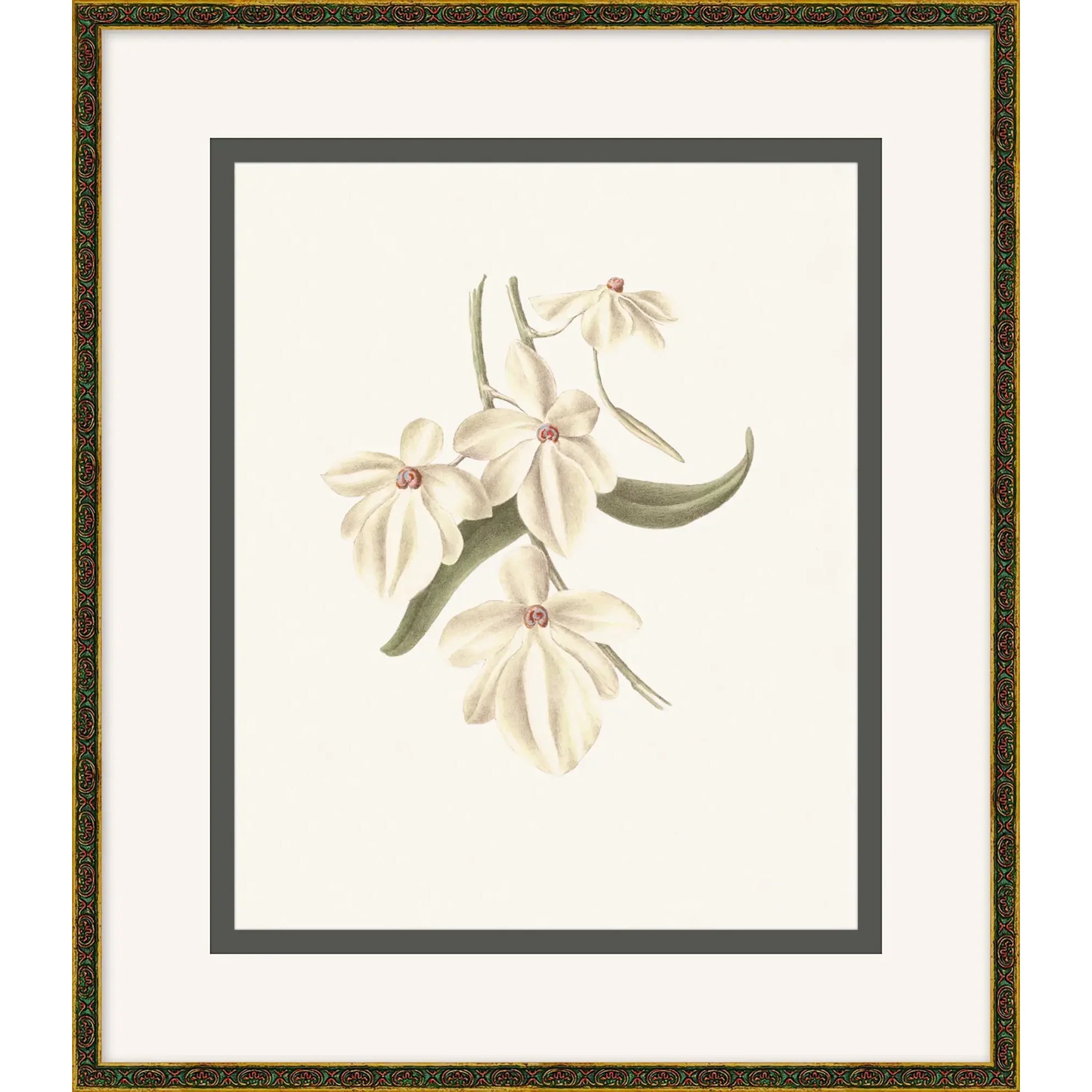 Orchid Study 1