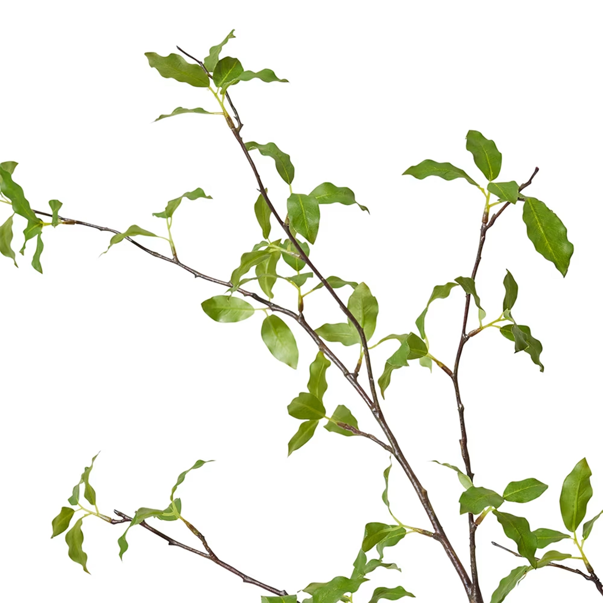 Pittosporum Branch