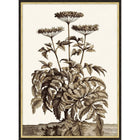 Sepia Plant Growth 1