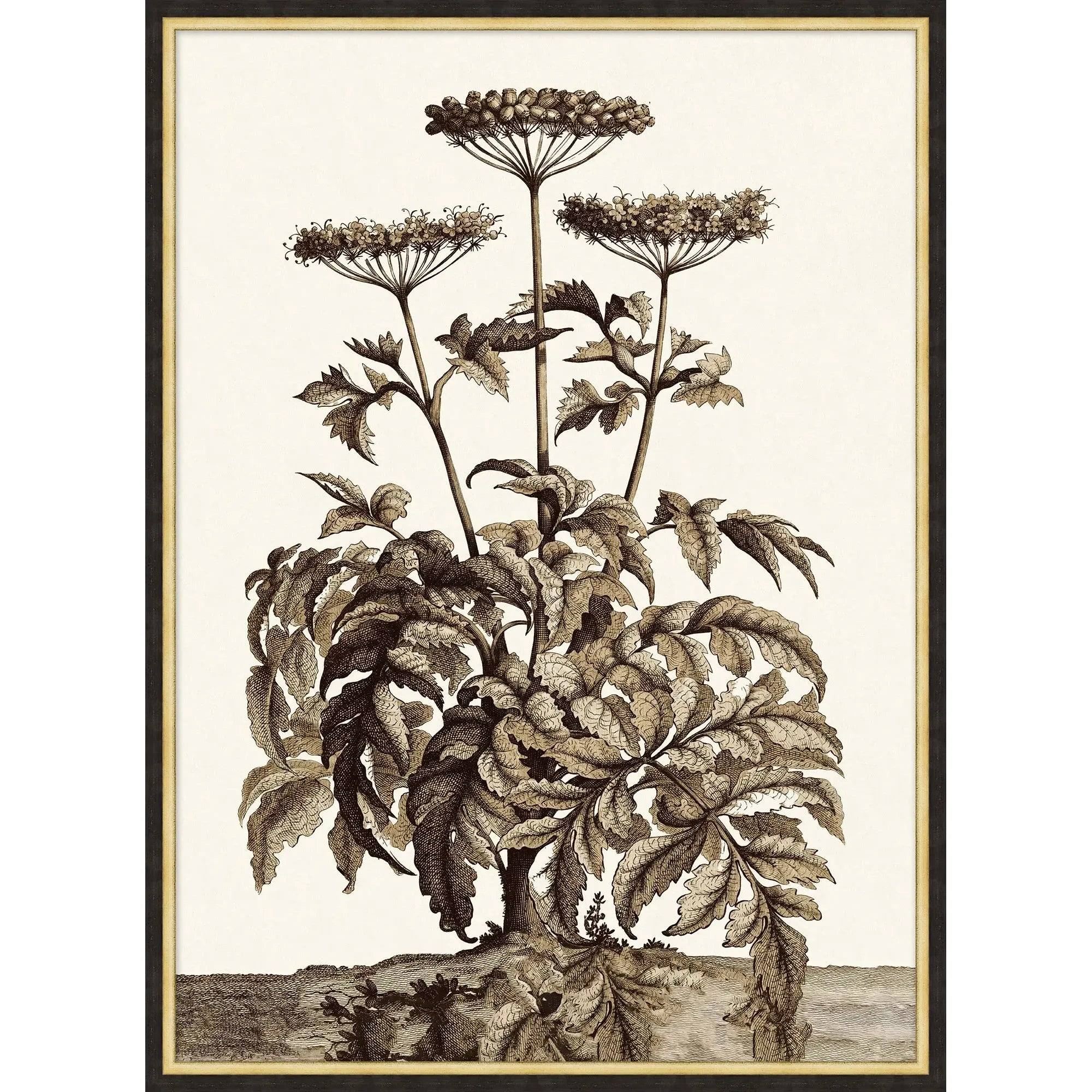 Sepia Plant Growth 1