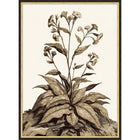 Sepia Plant Growth 2
