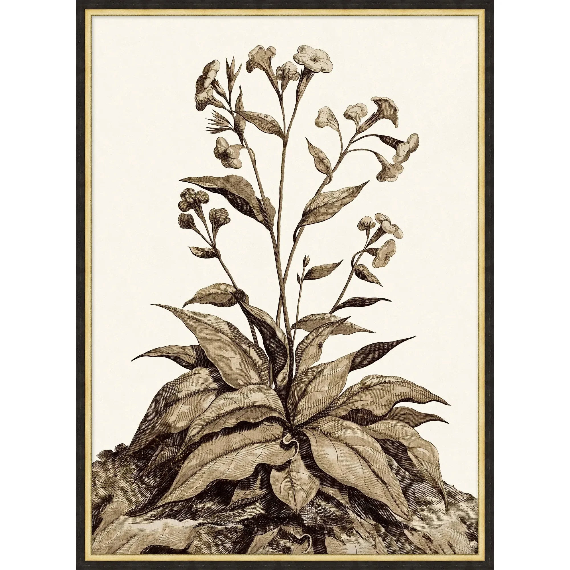 Sepia Plant Growth 2