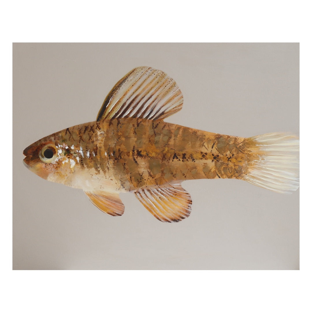 Tropical Fish Series 1