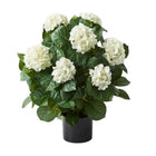 Potted White Hydrangea